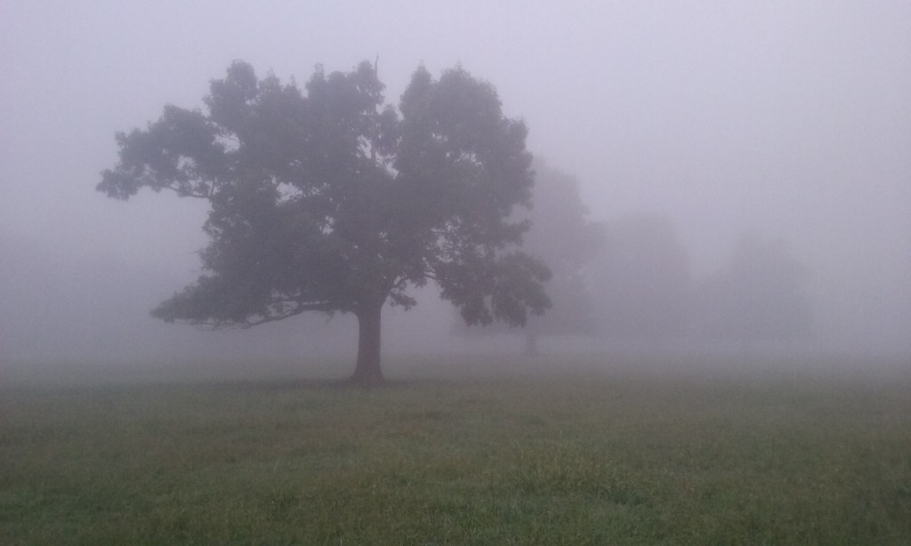 Foggy Morning walk